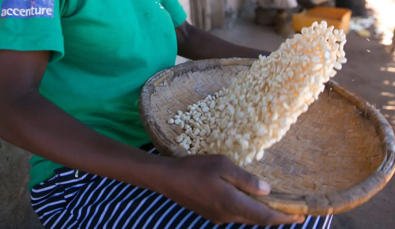 Woman winnowing maize