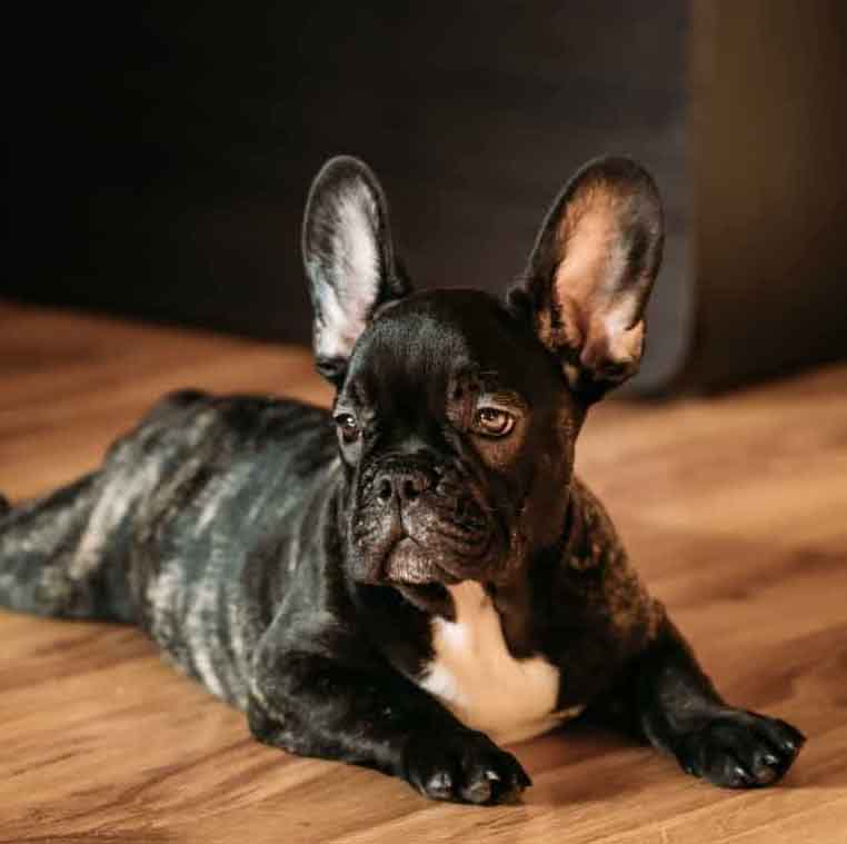 99+ Gray Brindle French Bulldog Puppy