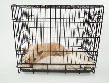 Best Places to Put the Dog Crate in the House