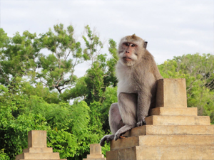 Uluwatu's monkeys are looking forward to the sunset too.