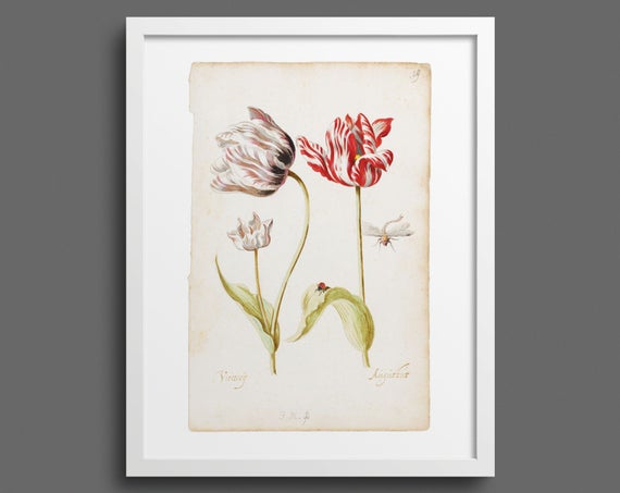 Two Tulips with Insects 