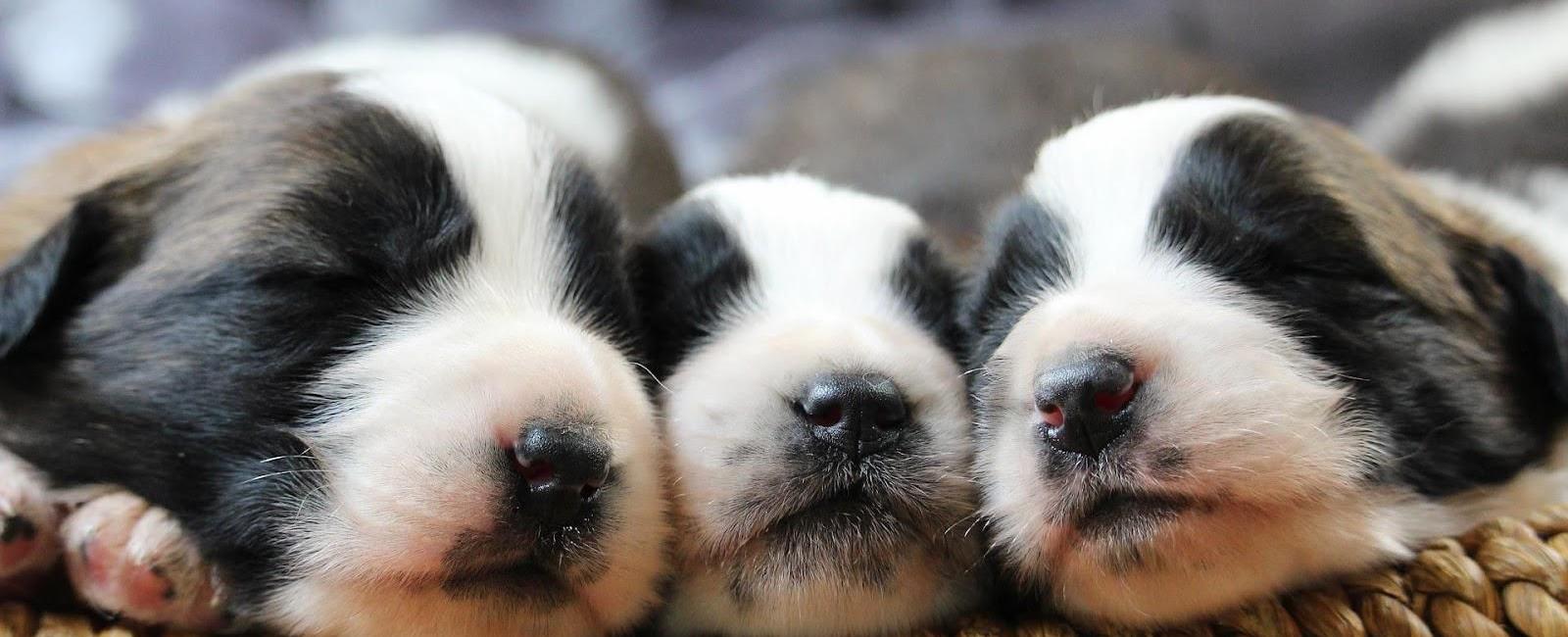 Puppy Weaning: When Do Puppies Stop Drinking Milk?