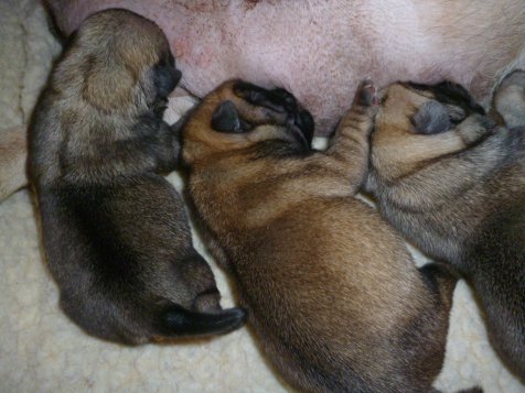 Grace's pug puppies having a feed