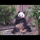 China Pandas 10