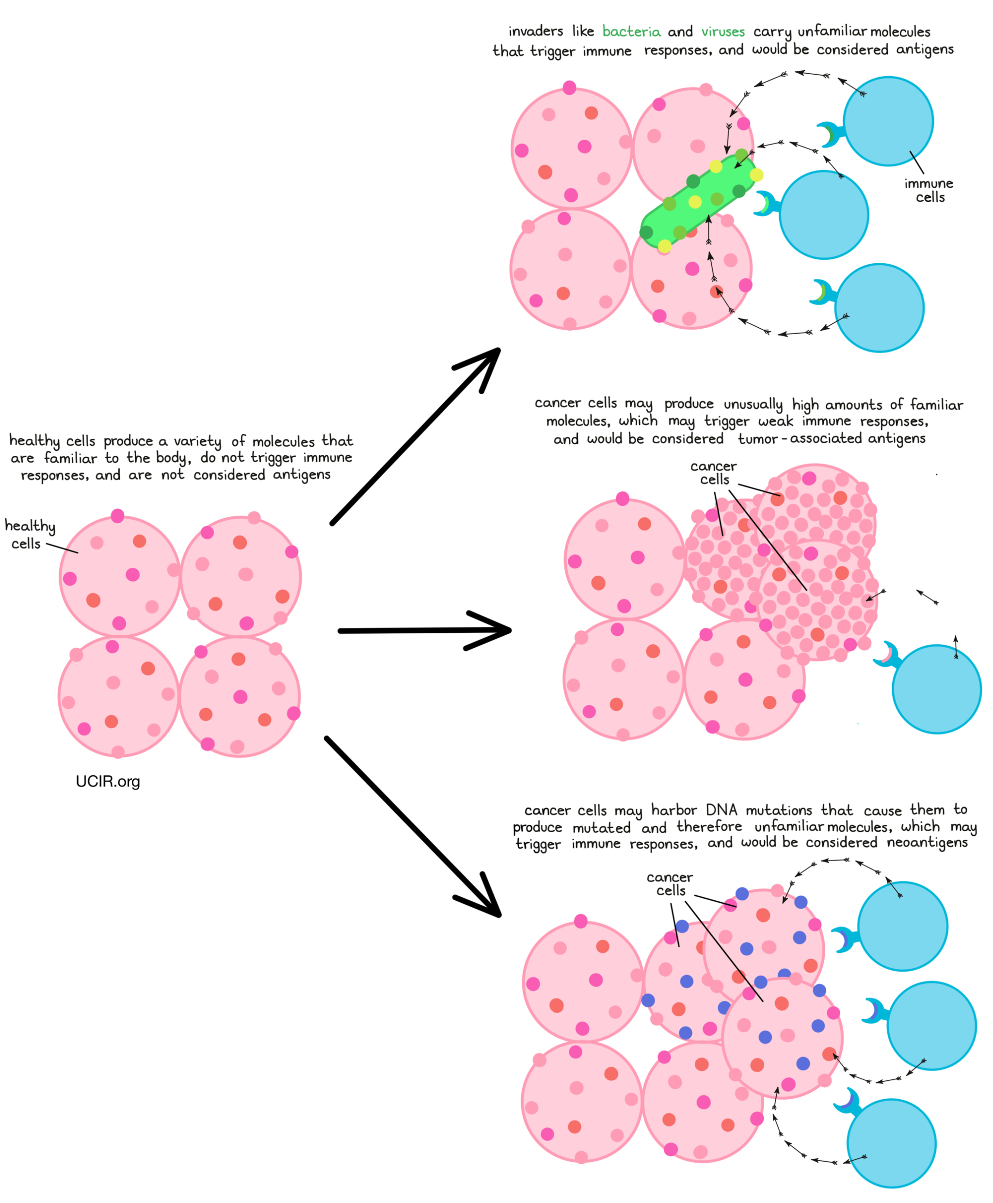 Illustration comparing healthy cells with cells attacked by bacteria and virus or by cancer