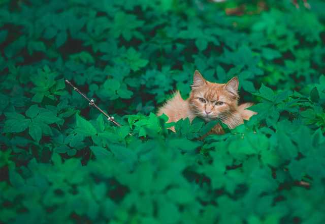 La lettiera del gatto: vegetale o no?