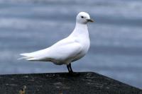 An Ivory Gull stands on the edge of a pier