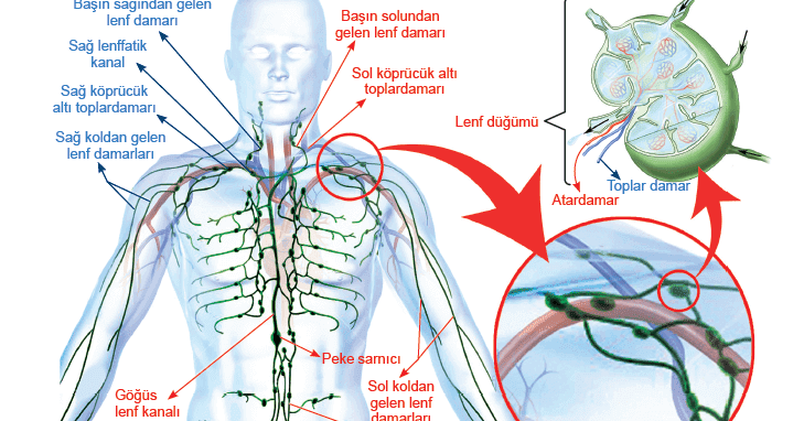 İnsanda Dolaşım: Lenf Dolaşımı