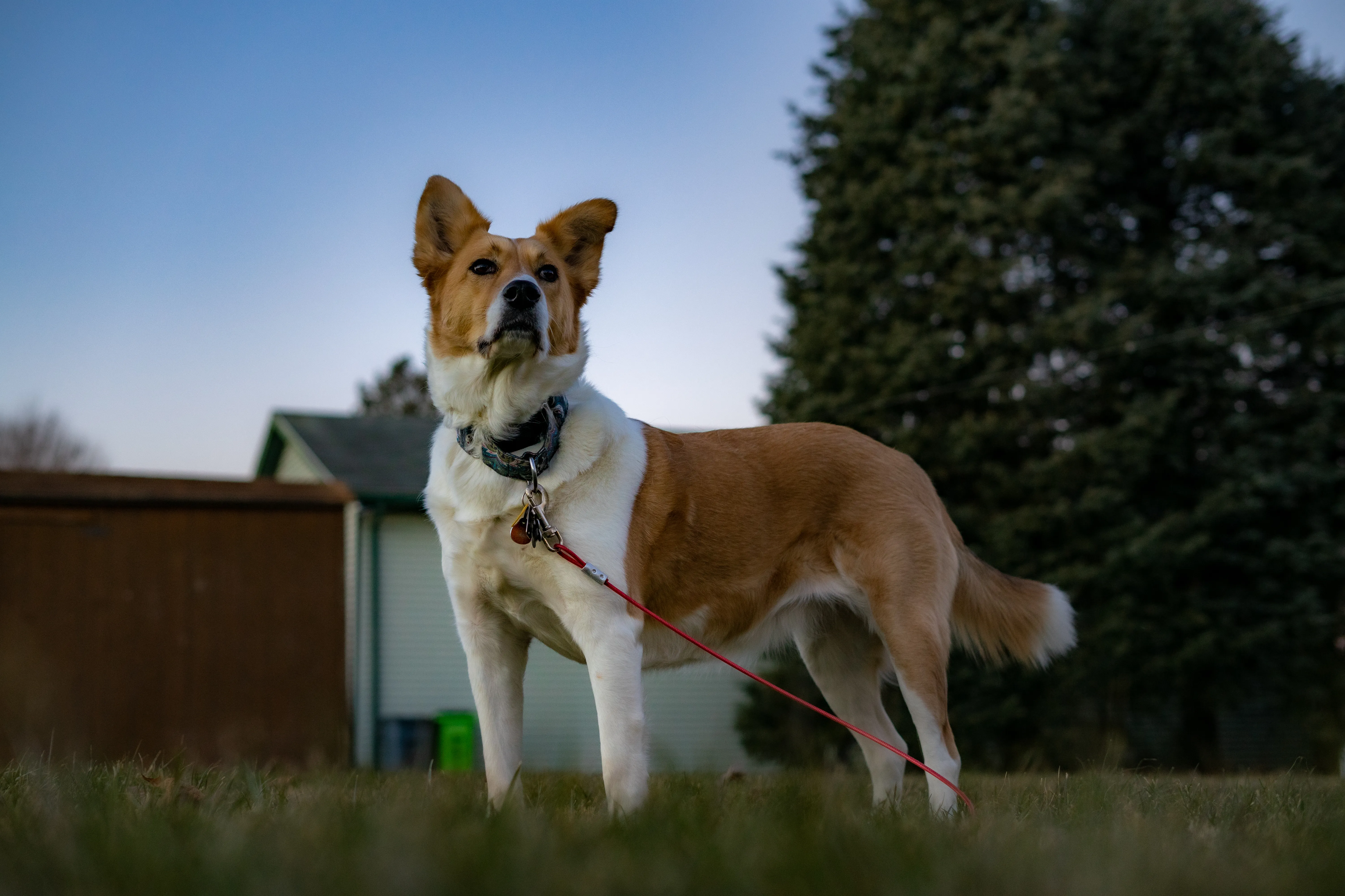 Ellie standing with her side to the camera in a majestic pose with a dark setting sun sky behind her with a shed to the left and large trees to the right.