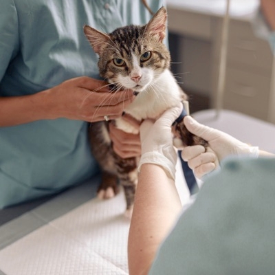 Top Ten (10) Reasons To Take Your Cat To The Vet