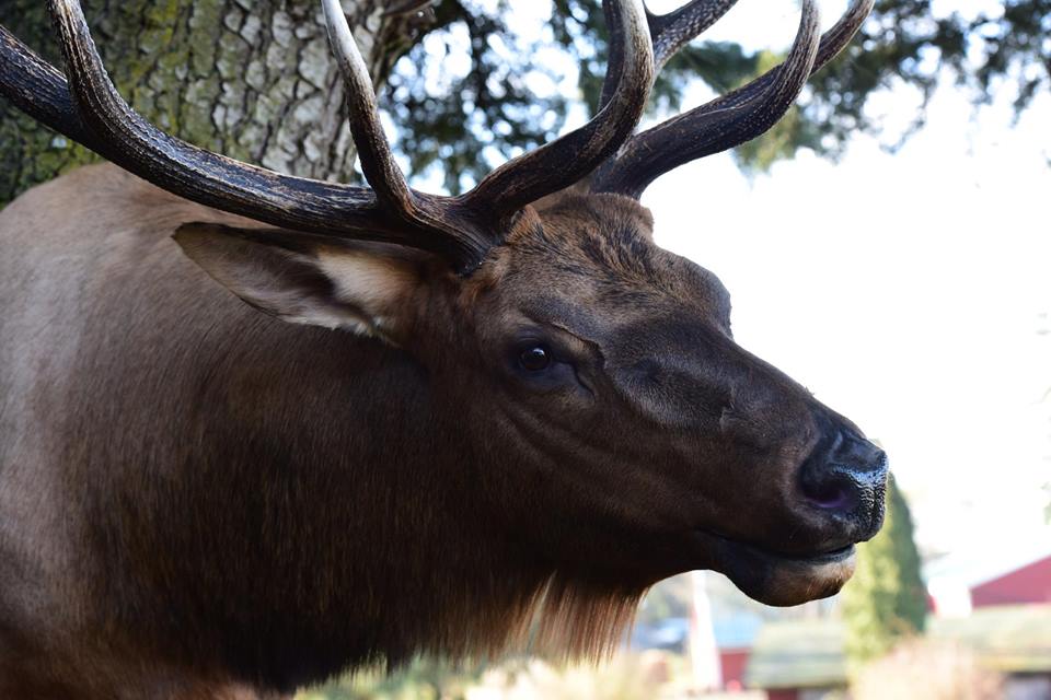 Kiernans elk