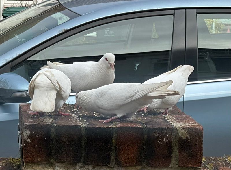 Four white doves huddled together, eating seed scattered on a wall.