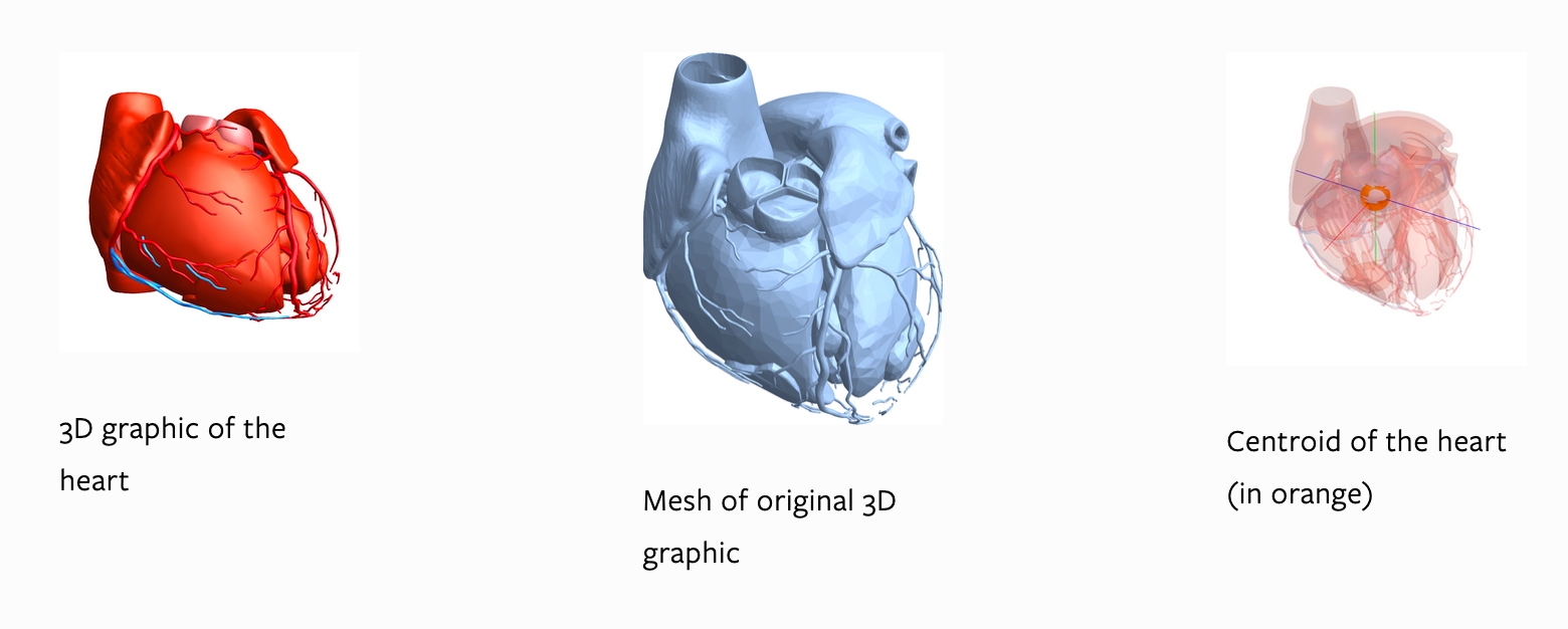 anatomy 6