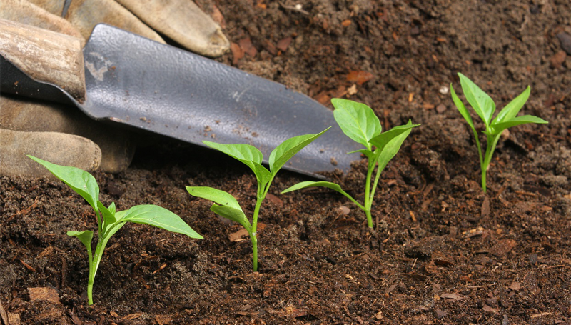Imagem em destaque para o artigo: Adubo inteligente? Conheça o adubo que fertiliza plantas por até 3 meses!