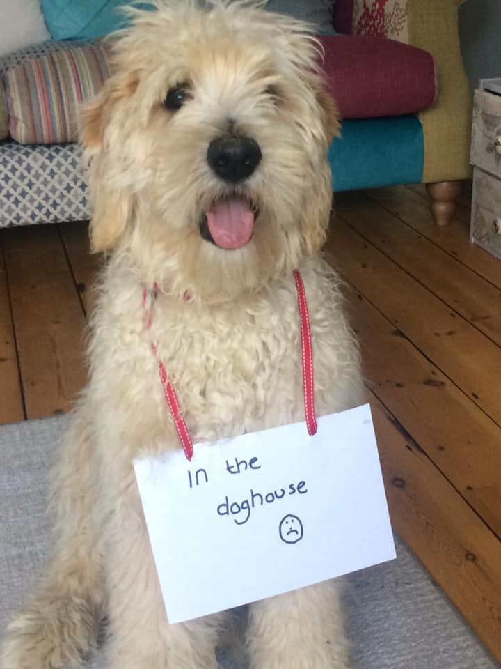 Meet Mabel