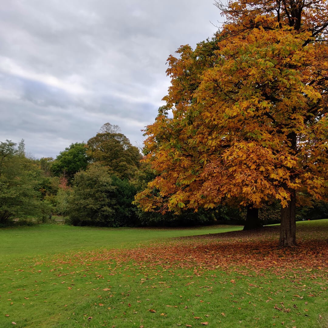 Meanwood Park tree in Autumn