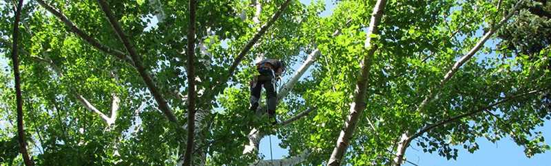 Tree inspector. The image from https://www.saskatoon.ca/services-residents/housing-property/city-owned-trees-boulevards/tree-maintenance-inspections