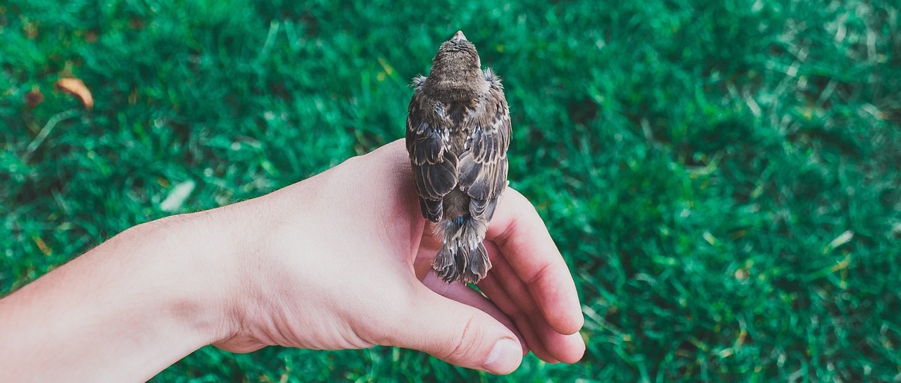 Bird in Hand