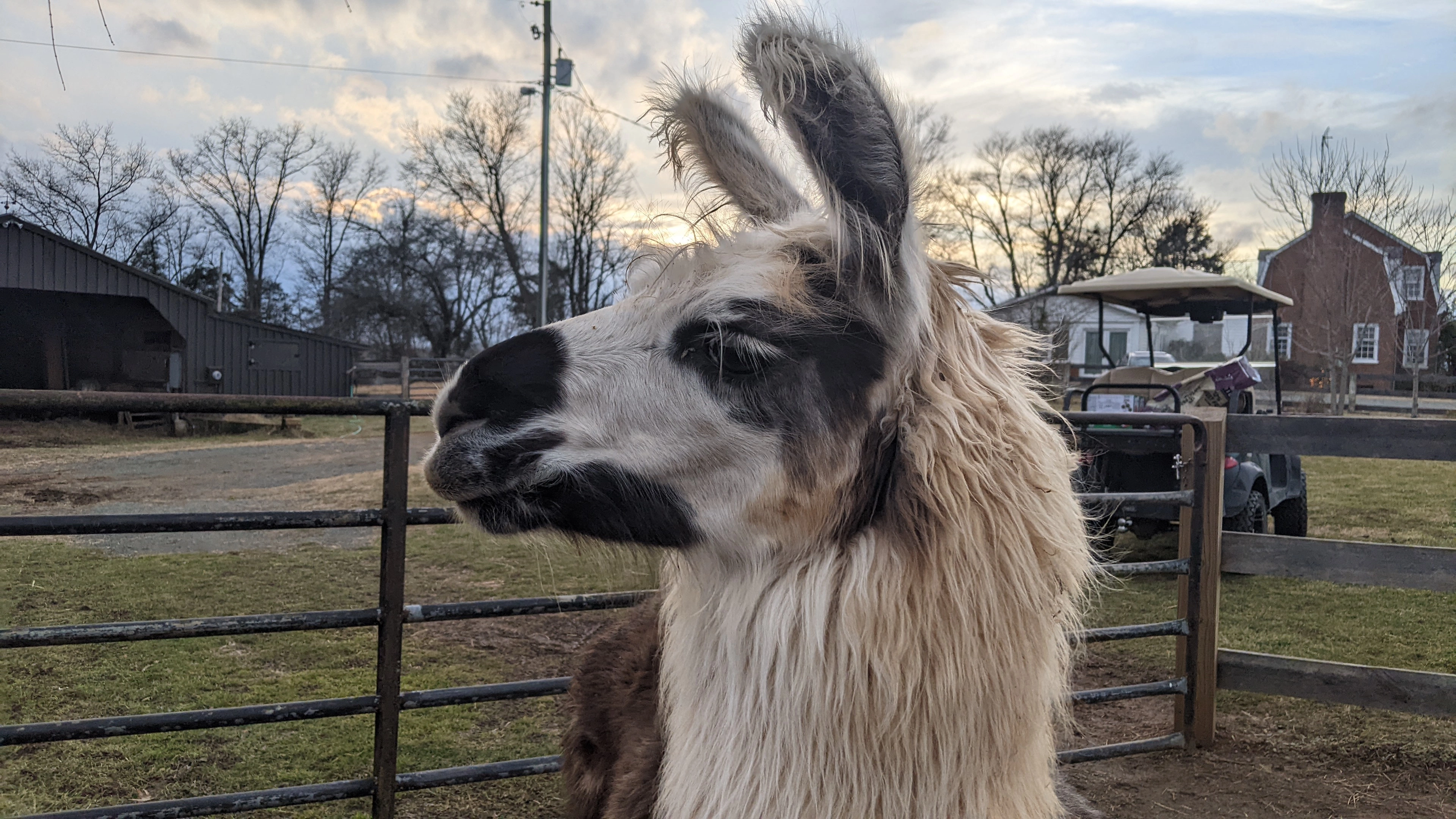 An image of a llama named Miss Bennett