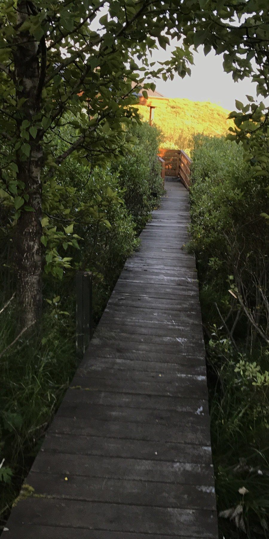 The way to the cottage leads along a boardwalk between birch trees