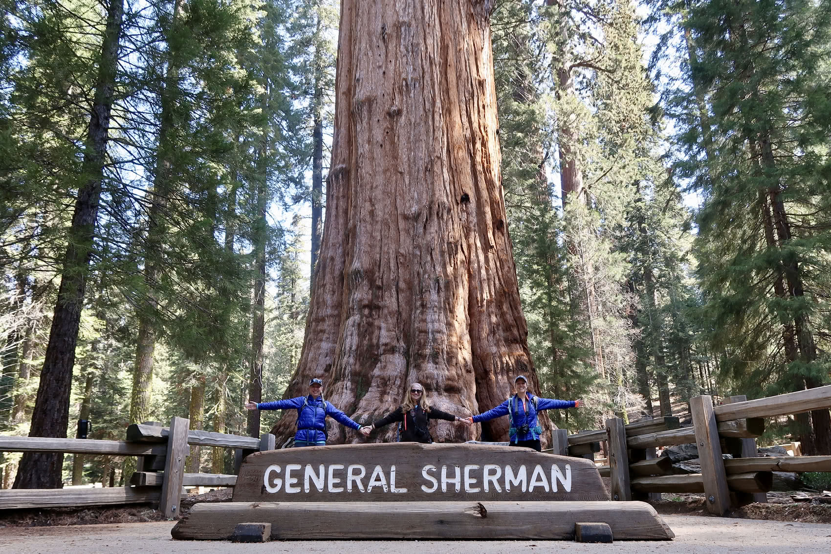 General Sherman Tree