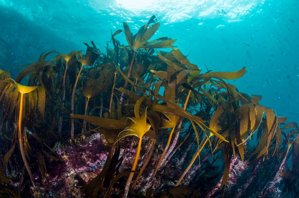 Kelp <em>(Laminaria hyperborea)</em> and mixed red seaweeds