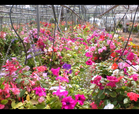 England Hanging Baskets 22