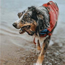 Why Your Dog Needs a Life Jacket