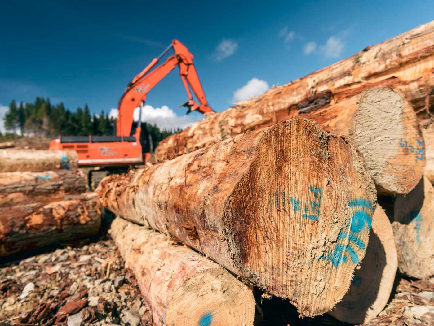 What Does Log Price Do For Forestry Investment?