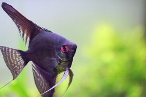 Adding Angelfish To Your Freshwater Fish Tank