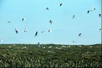 A colony of Black Headed Gulls in flight