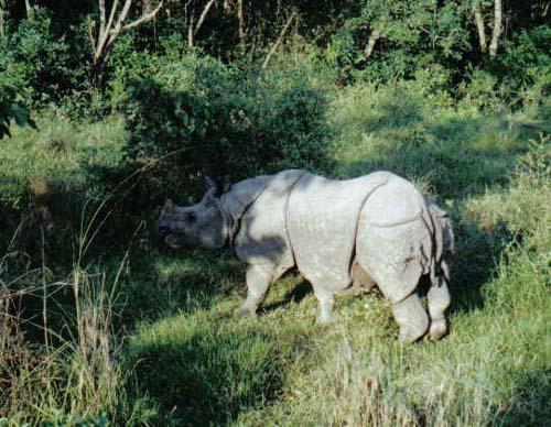 Terai rhino 2