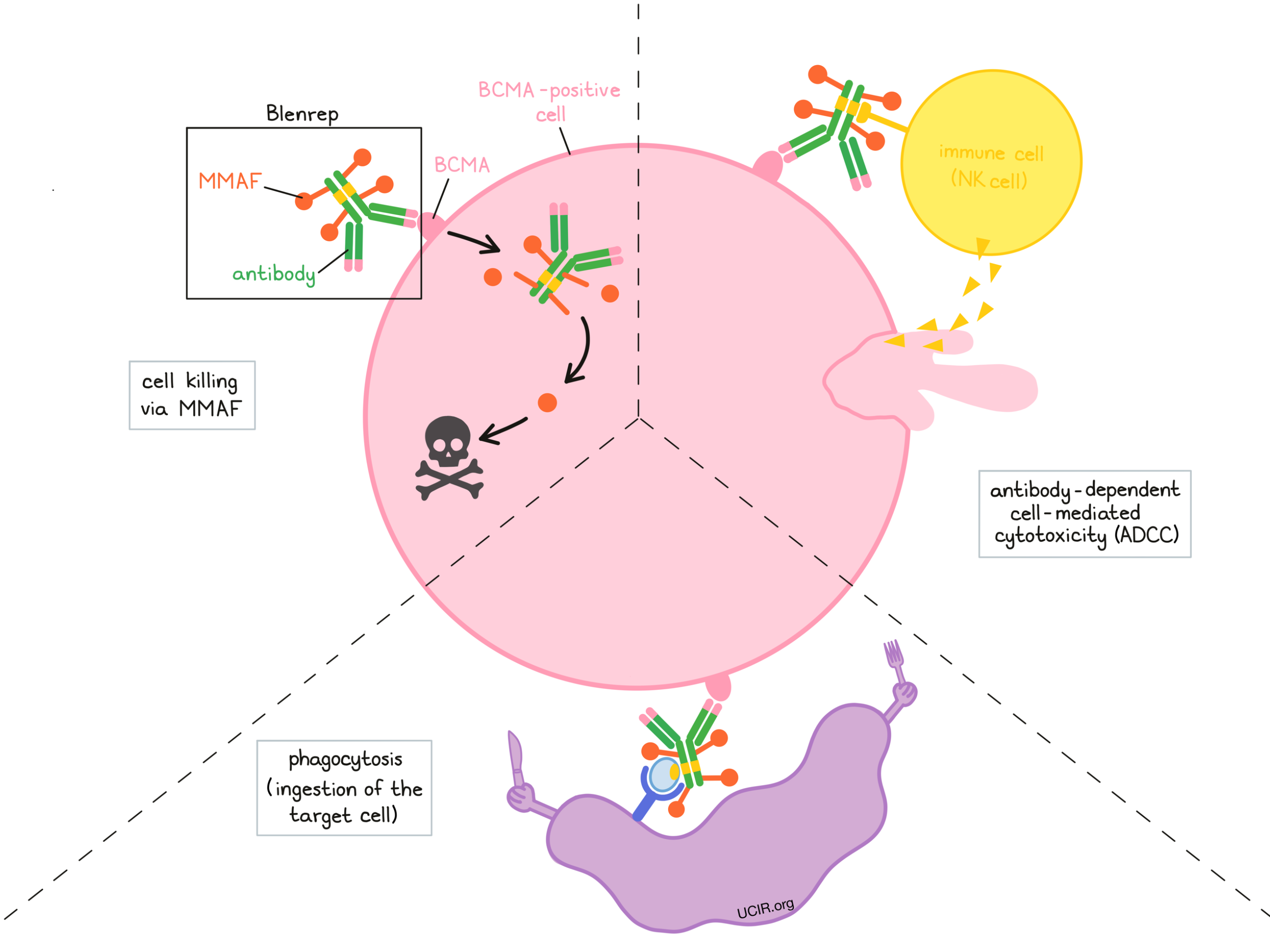 belantamab-mafodotin-blmf-blenrep-drug-info