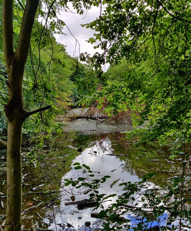 Farnley Hall Fish Pond through the branches