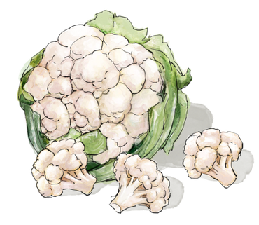 Illustration of a Cauliflower head