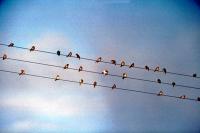 A flock of Snow Buntings on power lines
