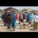 Somalia Animal Market 13