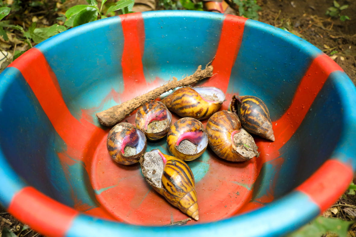 Wild edible snails