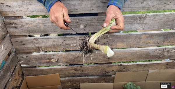Cutting a cauliflower stem in half