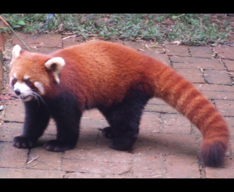 China Red Pandas 27