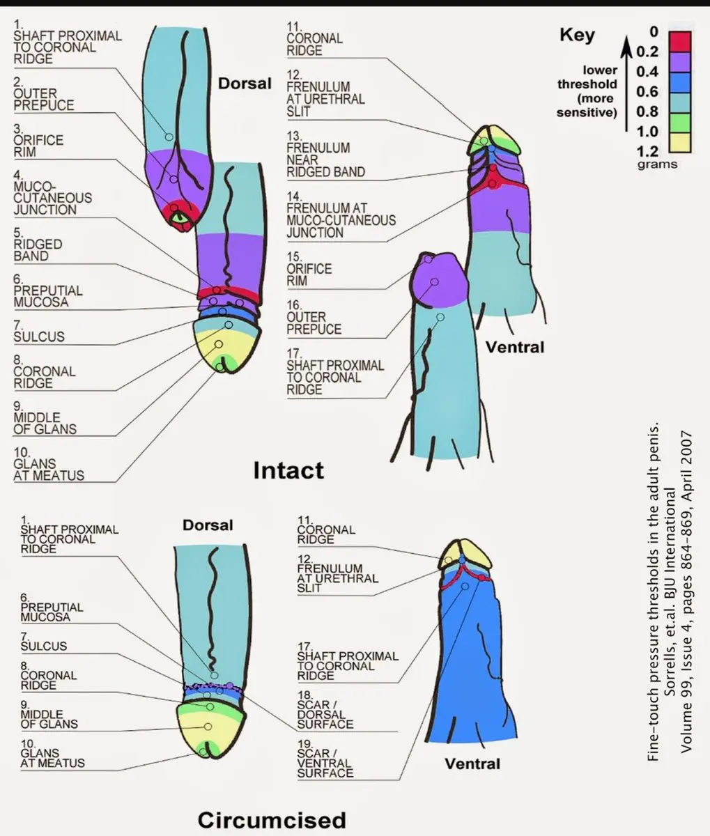 Diagram of penis sensibility