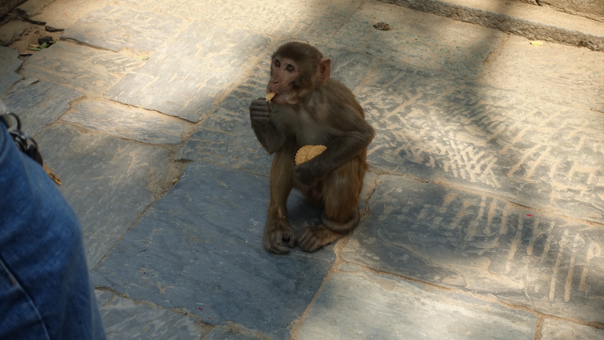 Monkey in the temple