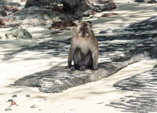 Monkey Beach In Phi Phi