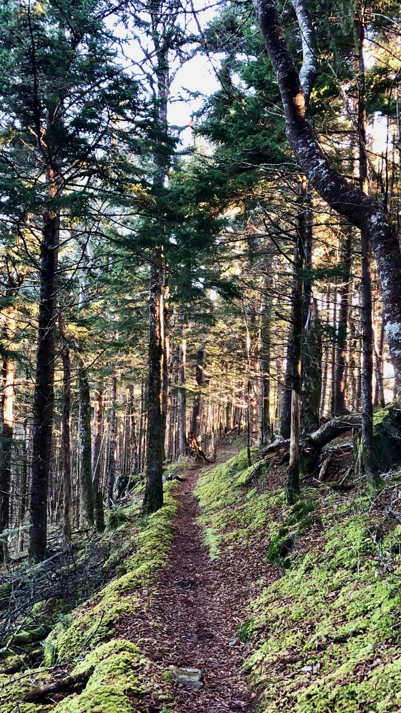 Baxter Creek Trail in a spruce-fir forest