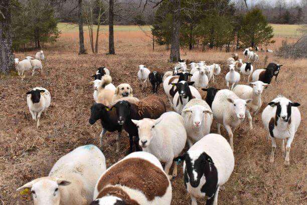 Ewes on winter pasture