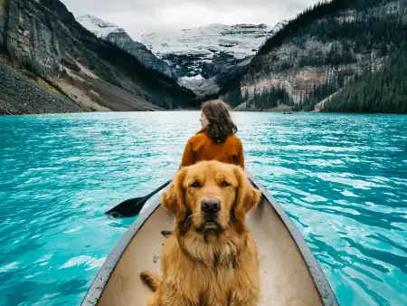 Everthing You Need To Know to Travel to Canada With Your Dog - Featured image