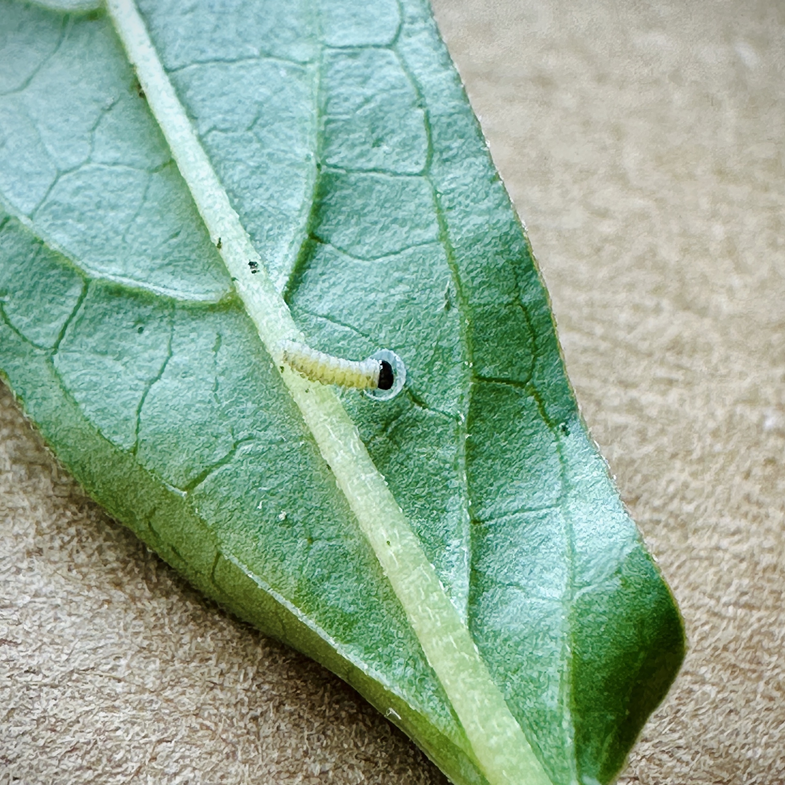 A tiny newly hatched monarch caterpillar