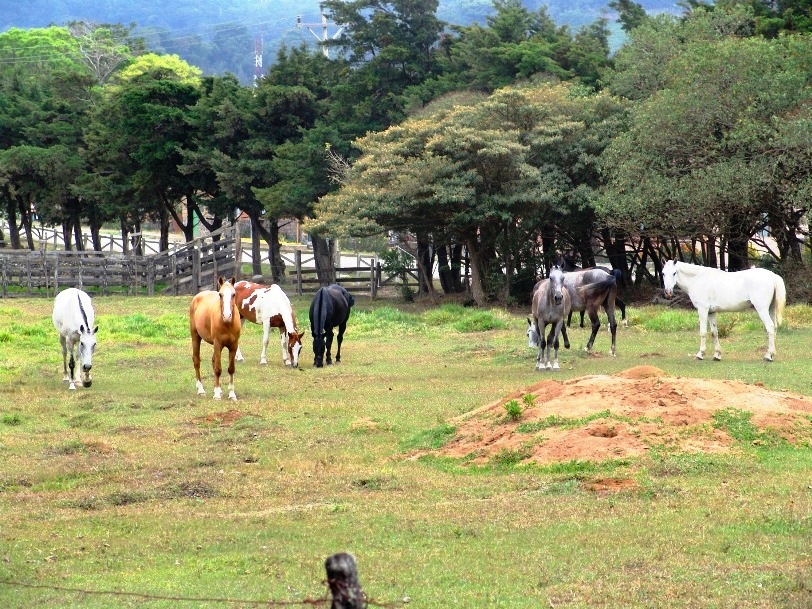 Horseback Riding