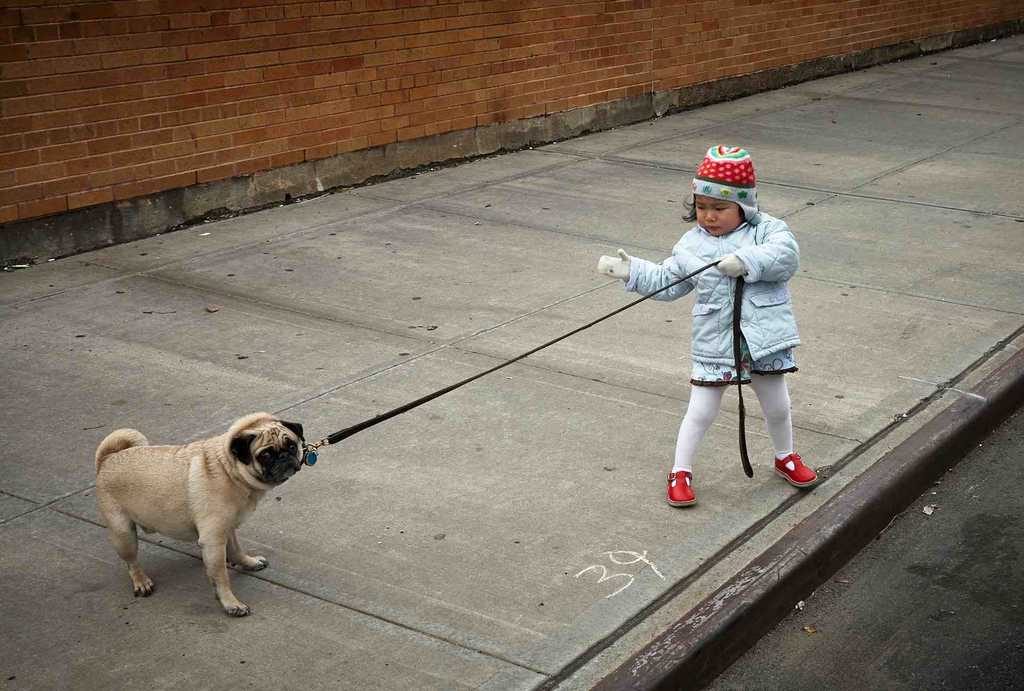 Photo of a kid walking a pug