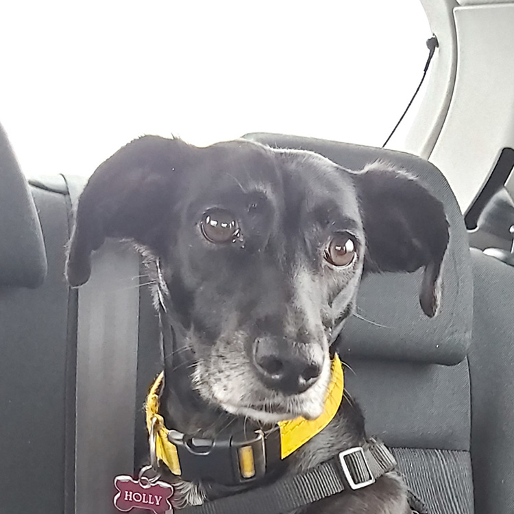 Meet Holly